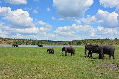 FX自動売買Butterfly　嗅覚
