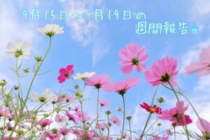 FX自動売買Butterfly週間報告