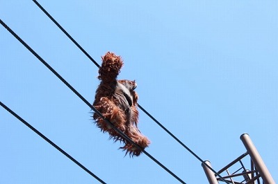 綱渡り ギャンブル 投資